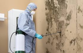 Best Mold Damage Restoration in St Paul, VA